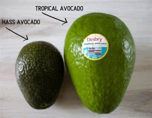 AVOCADO TROPICAL